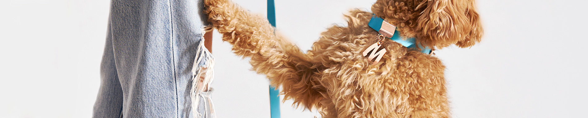 Collars & Leashes